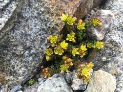 Sedum alpestre