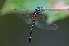 Macrothemis inequiunguis