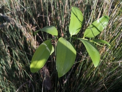 Geitonoplesium cymosum