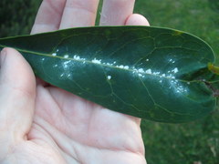 Pseudaulacaspis brimblecombei