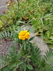 Tagetes patula