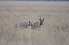 Hyaena hyaena