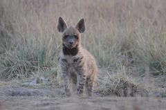 Hyaena hyaena