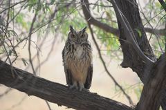 Bubo bengalensis