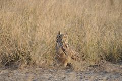 Bubo bengalensis