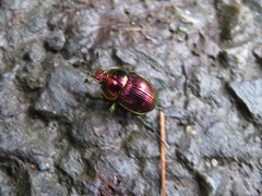 Phelotrupes auratus