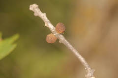 Disholcaspis perniciosa