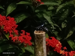 Allorhynchium argentatum