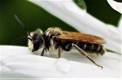 Andrena labialis