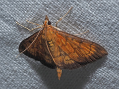 Ecpyrrhorrhoe rubiginalis