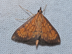 Ecpyrrhorrhoe rubiginalis