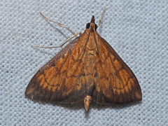 Ecpyrrhorrhoe rubiginalis