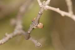 Disholcaspis perniciosa