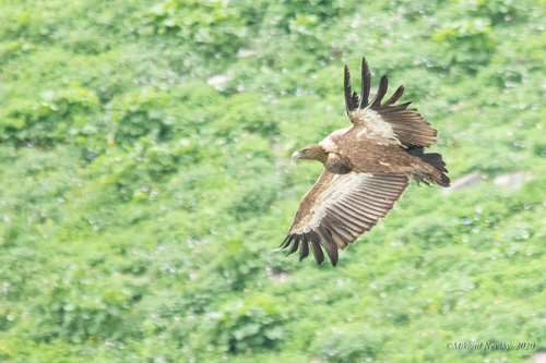 Buitre leonado (Gyps fulvus)