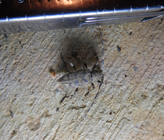 Astyleiopus variegatus