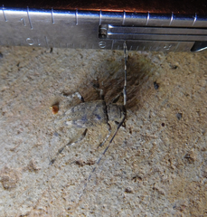 Astyleiopus variegatus