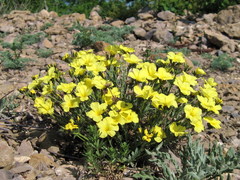 Linum pallasianum