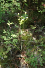 Perideridia gairdneri