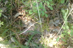 Perideridia gairdneri