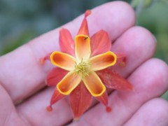 Aquilegia eximia