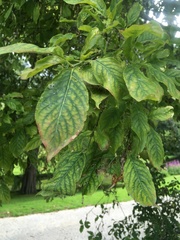Magnoliopsida