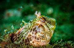 Tasselled Blenny photo 1