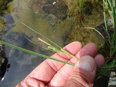 Carex lenticularis