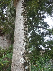 Leptogium coralloideum