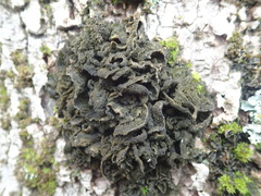 Leptogium coralloideum