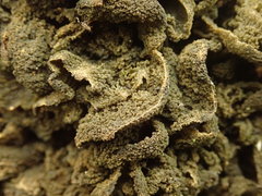 Leptogium coralloideum