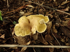 Tricholoma viridiolivaceum