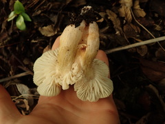 Tricholoma viridiolivaceum