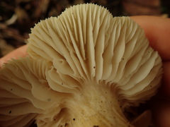 Tricholoma viridiolivaceum