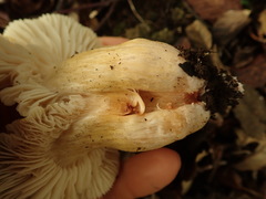 Tricholoma viridiolivaceum