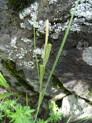 Carex lenticularis