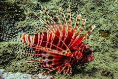 Pterois mombasae