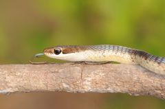 Dendrelaphis tristis