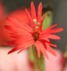Silene laciniata laciniata