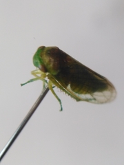 Iassini