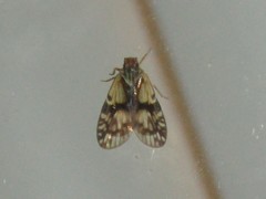 Bothriocera maculata