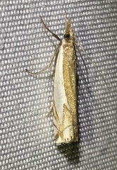 Crambus bidens