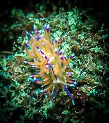 Unidentia