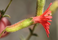 Silene laciniata laciniata