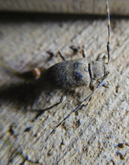 Astyleiopus variegatus