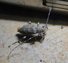 Astyleiopus variegatus