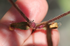 Silene laciniata laciniata