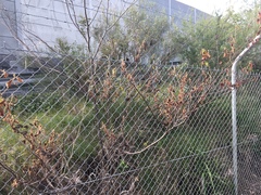 Commersonia dasyphylla