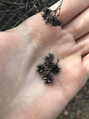 Commersonia dasyphylla