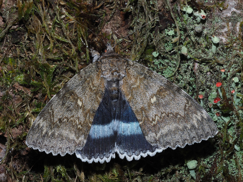 Blue Underwing