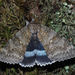 Blue Underwing - Photo (c) Felix Riegel, some rights reserved (CC BY-NC), uploaded by Felix Riegel